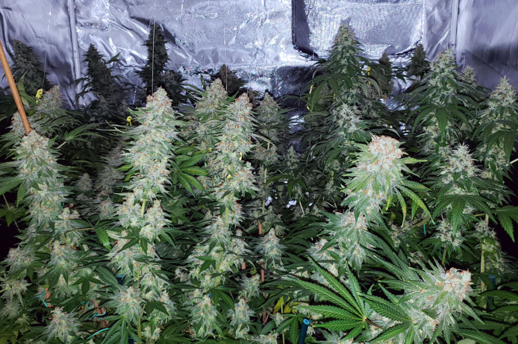 Tips for Successfully Growing Cannabis in Cold Climates