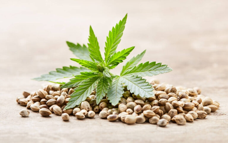 Regular Cannabis seeds